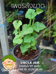 เพชรสังฆาต สมุนไพช่วยเรื่องกระดูก ริดสีดวง | Uncle Jak   - หนองแขม กรุงเทพมหานคร