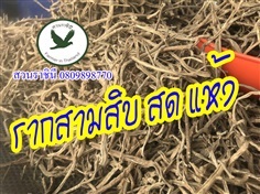  รากสามสิบ แห้ง | สวนราชินี จ.กำแพงเพชร -  กำแพงเพชร