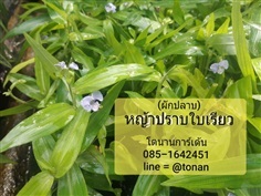 ผักปลาบใบเรียว