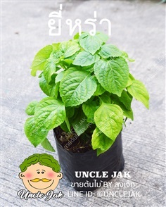 ยี่หร่า (ใบรา) /โหระพาควาย | Uncle Jak   - หนองแขม กรุงเทพมหานคร