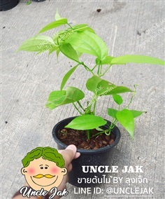 รางจืด ดอกม่วง  กระถาง 6นิ้วพร้อมปลูก  | Uncle Jak   - หนองแขม กรุงเทพมหานคร