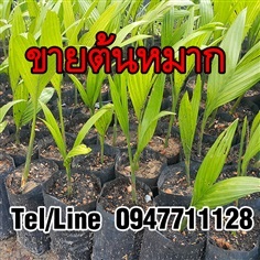 ขายส่งต้นพันธุ์หมาก ต้นกล้าหมาก หมากเตี้ย หมากสูง