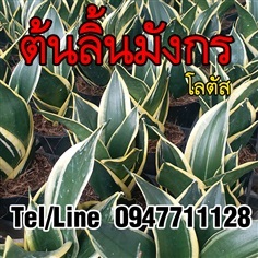 ขายต้นลิ้นมังกรแคร่ะ โลตัส ไม้ฟอกอากาศ ราคาถูก ส่งทั่วประเทศ