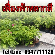 ขายส่งต้นเฟื่องฟ้าหลากสี ราคาถูก จัดส่งทั่วประเทศ