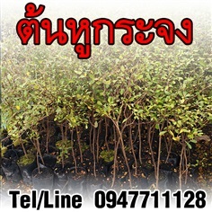 ขายต้นหูกระจง ราคาถูก จัดส่งทั่วประเทศ | ฟามสุข - คลองหลวง ปทุมธานี