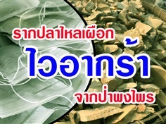 รากปลาไหลเผือก (บรรจุซอง)