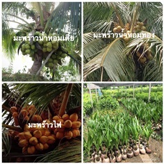 มะพร้าวกะทิ มะพร้าวสวน | วรรณพันธุ์ไม้ - เมืองตรัง ตรัง