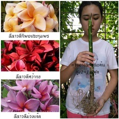 ลีลาวดีสีสวย (จัดชุด3สายพันธุ์) | สวนเบญจรงค์สุคนธ์ -  นครราชสีมา