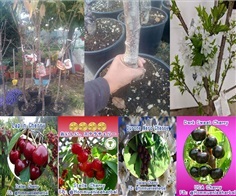 ต้นเชอรี่นอก Stella Cherry,Lapin, Durone Nero,  Dark Sweet
