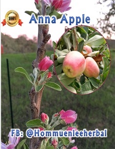 แอปเปิ้ลแอนนา Anna Apple ในกระถางพร้อมส่ง ต้นสูง 60-80 ซม.