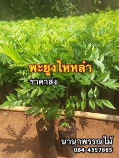 พะยูงไหหลำ