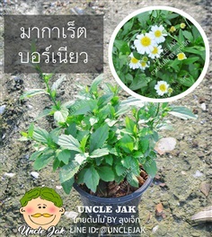 มาร์กาเร็ตบอร์เนียว ดอกขาว ดอกมากาเร็ตบอร์เนียว พร้อมปลูก  | Uncle Jak   - หนองแขม กรุงเทพมหานคร