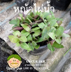 หญ้าไผ่น้ำ (จุ้ยเต็กเฉ้า) ต้นไผ่น้ำ พร้อมปลูก ช่วยเรื่องไต | Uncle Jak   - หนองแขม กรุงเทพมหานคร