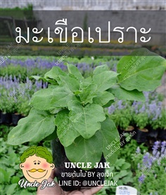 มะเขือเปราะ พร้อมปลูก | Uncle Jak   - หนองแขม กรุงเทพมหานคร