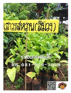 เสาวรสหวานพันธุ์สีม่วง (กะทกลก)