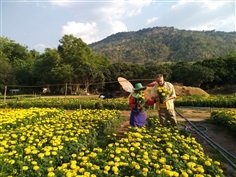 ต้นดาวเรือง | Organic fruit farm - ภูเรือ เลย