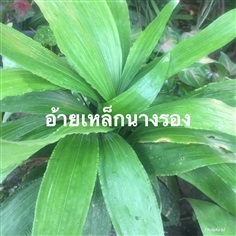 ต้นพันธุ์อ้ายเหล็กนางยอง | วรรณพันธุ์ไม้ - เมืองตรัง ตรัง