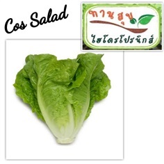 เมล็ดผักสลัดคอสCos Salad