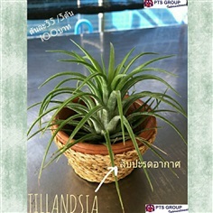 TILLANDSIA หรือ สับปะรดอากาศ