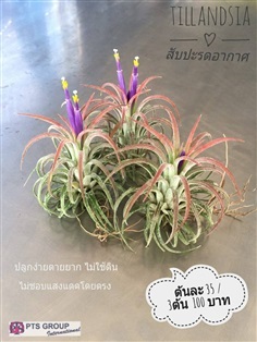 TILLANDSIA หรือ สับปะรดอากาศ | pts paitoon saplee - ปะทิว ชุมพร