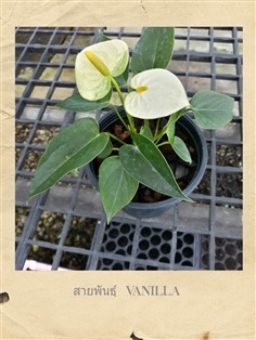 Anthurium  (ต้นดอกหน้าวัว)