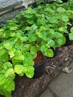 มินท์ประดับ - Mentha Mint (กทม)      