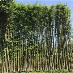 ต้นไผ่เลี้ยงสูง6เมตร | สวนดารินทร์ -  ปราจีนบุรี