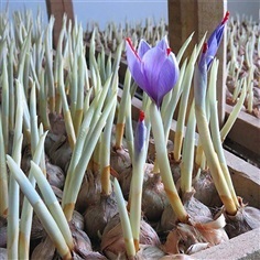 Saffron Crocus หญ้าฝรั่น ราคาหัวล 150 บาท  