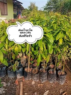 ต้นอะโวคาโด ชุดละ2ต้นส่งฟรี | เมล็ดพันธุ์การเกษตร - สีชมพู ขอนแก่น