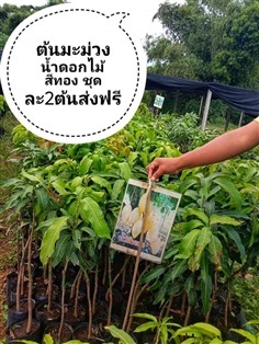 ต้นมะม่วงน้ำดอกไม้สีทอง ชุดละ2ต้นส่งฟรี | เมล็ดพันธุ์การเกษตร - สีชมพู ขอนแก่น