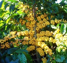 เมล็ดพันธุ์กาแฟ สีเหลือง | สมัคคีเกษตรอินทรีย์พลัส - แม่ฟ้าหลวง เชียงราย