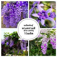 เมล็ดพันธุ์พวงครามสีม่วง ซื้อ3แถม1คละได้ค่ะ?