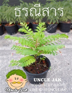 ธรณีสาร พร้อมปลูก ต้นไม้มงคล  | Uncle Jak   - หนองแขม กรุงเทพมหานคร