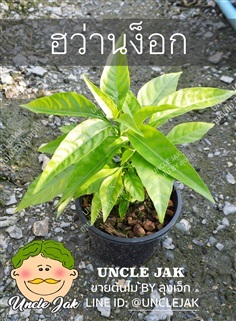 ฮว่านง็อก พญาวานร ว่านง๊อก พร้อมปลูก | Uncle Jak   - หนองแขม กรุงเทพมหานคร