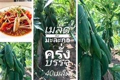 เมล็ดพันธุ์มะละกอครั่ง ซื้อ3แถม1คละได้