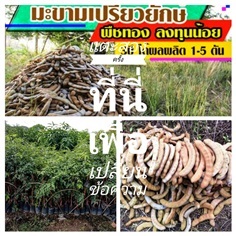 ต้นมะขามยักษ์เปรี้ยว ชุดละ2ต้นส่งฟรี | เมล็ดพันธุ์การเกษตร - สีชมพู ขอนแก่น