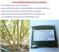 [สินค้าหมด] เมล็ดโสนพันธุ์ดี สำหรับเพาะเห็ดตับเต่า