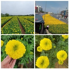 ดาวเรืองประดับ | คำหล้าพันธุ์ไม้ - ภูเรือ เลย