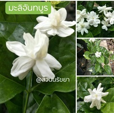 มะลิจันทร์บูร | สวนนรัชยา - วัฒนา กรุงเทพมหานคร