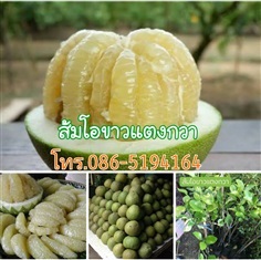 ส้มโอขาวแตงกวา | สวนนรัชยา - วัฒนา กรุงเทพมหานคร