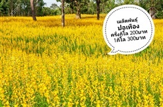 เมล็ดพันธุ์ปอเทือง