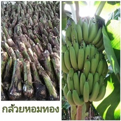 กล้วยหอมทอง กล้วยคาเวนดิช กล้วยไข่ กล้วยน้ำว้า ส่งทั่วไทยค่ะ | Drenglish Garden มหาสารคาม - กันทรวิชัย มหาสารคาม