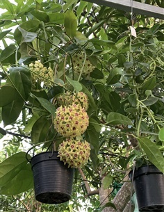 Hoya Halconensis