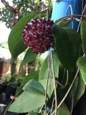 Hoya Mindorensis red