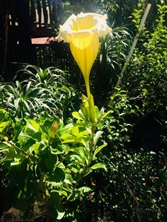 ต้นดอกถ้วยทอง | บ้านสวนเศวตเวช - กาญจนดิษฐ์ สุราษฎร์ธานี