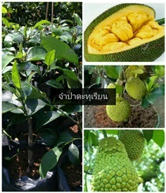ต้นจำปาดะทุเรียน