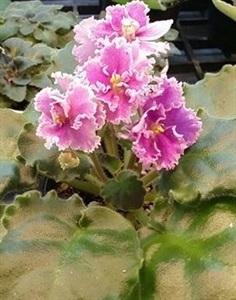 African violet