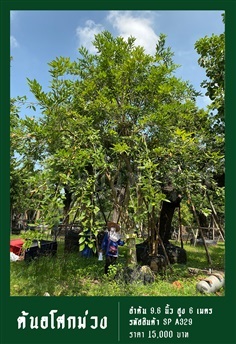 ต้นอโศกม่วง NO.329 | สวนเป็นหนึ่งพันธุ์ไม้ - วัฒนา กรุงเทพมหานคร