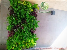 สวนแนวตั้งiGreenwall