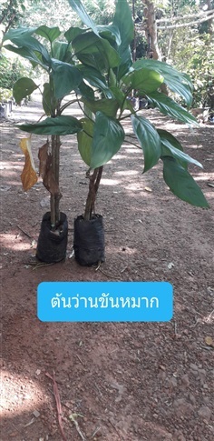 ต้นว่านขันหมาก